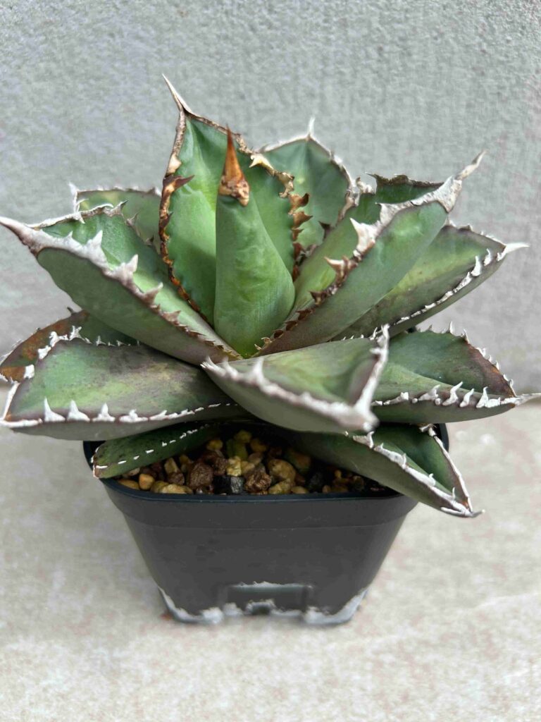 アガベ・チタノタ（agave titanota）「覇王竜」の育て方・成長記録 - 緑の日記