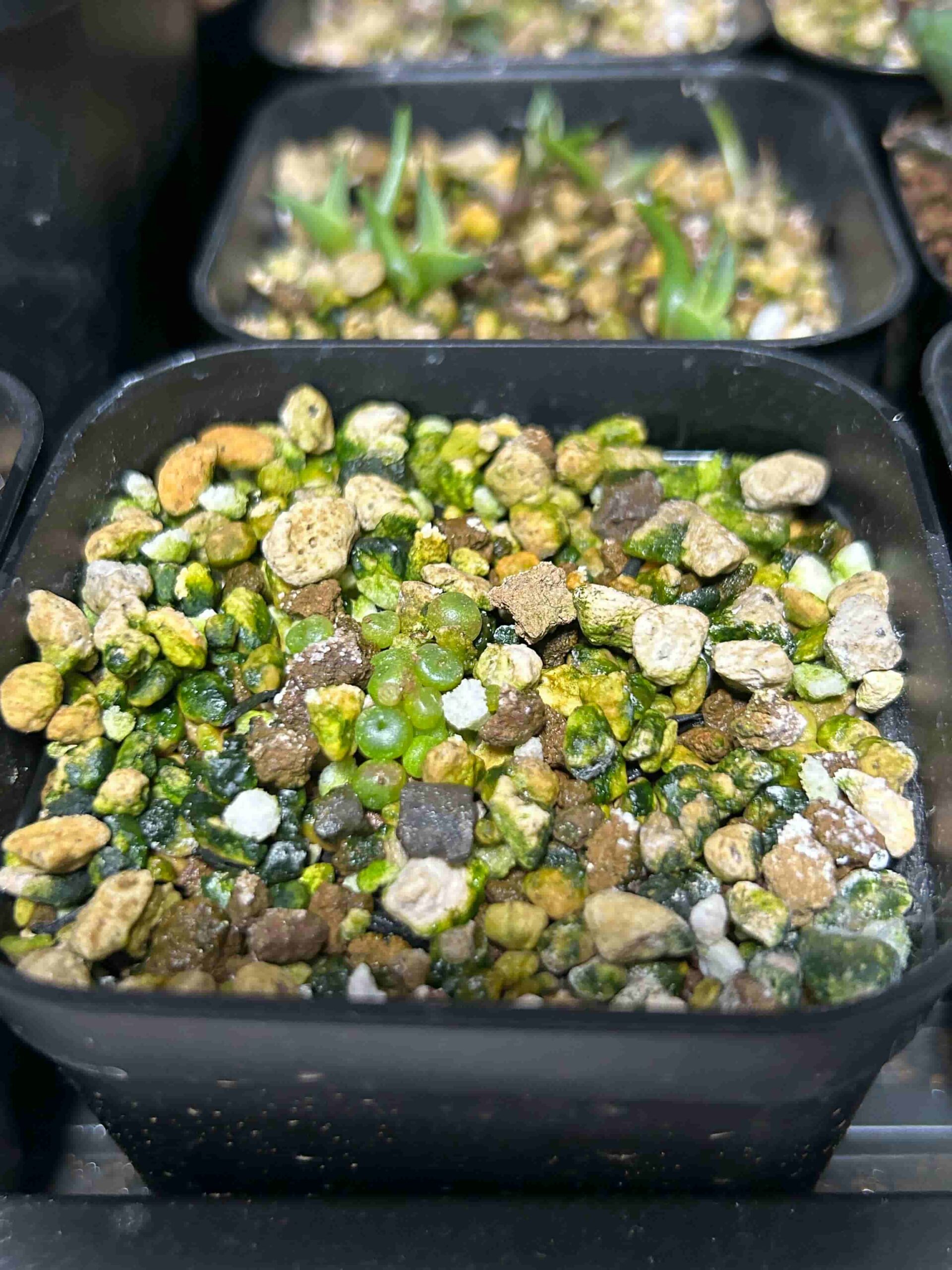 リトープス』をタネから育てる成長記録～冬型の多肉植物・メセン類の