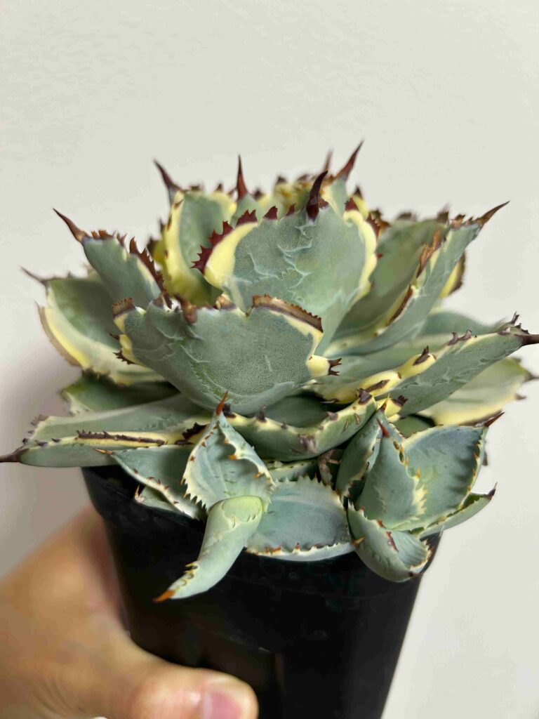 王妃兜蟹錦 甲ガニ錦 カブトガニ錦  アガベ／王妃兜蟹錦 | わかば・はなれ powered by BASE