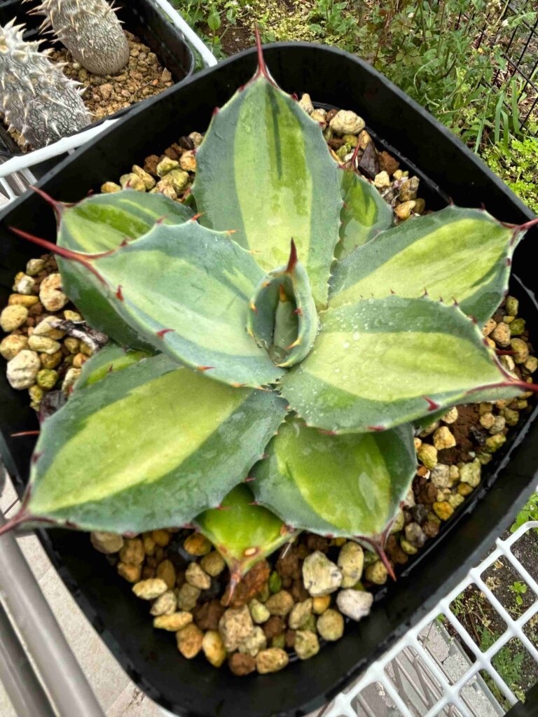 1162 アガベ チタノタ 白鯨錦 縞斑錦 中斑 変異株 永久斑 精選小 アガベ チタノタ オテロイ 白鯨錦 縞斑 極上株 6