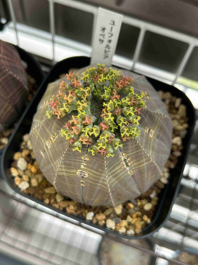 ユーフォルビア 鉄甲丸 実生 雄雌 2株 有難かっ