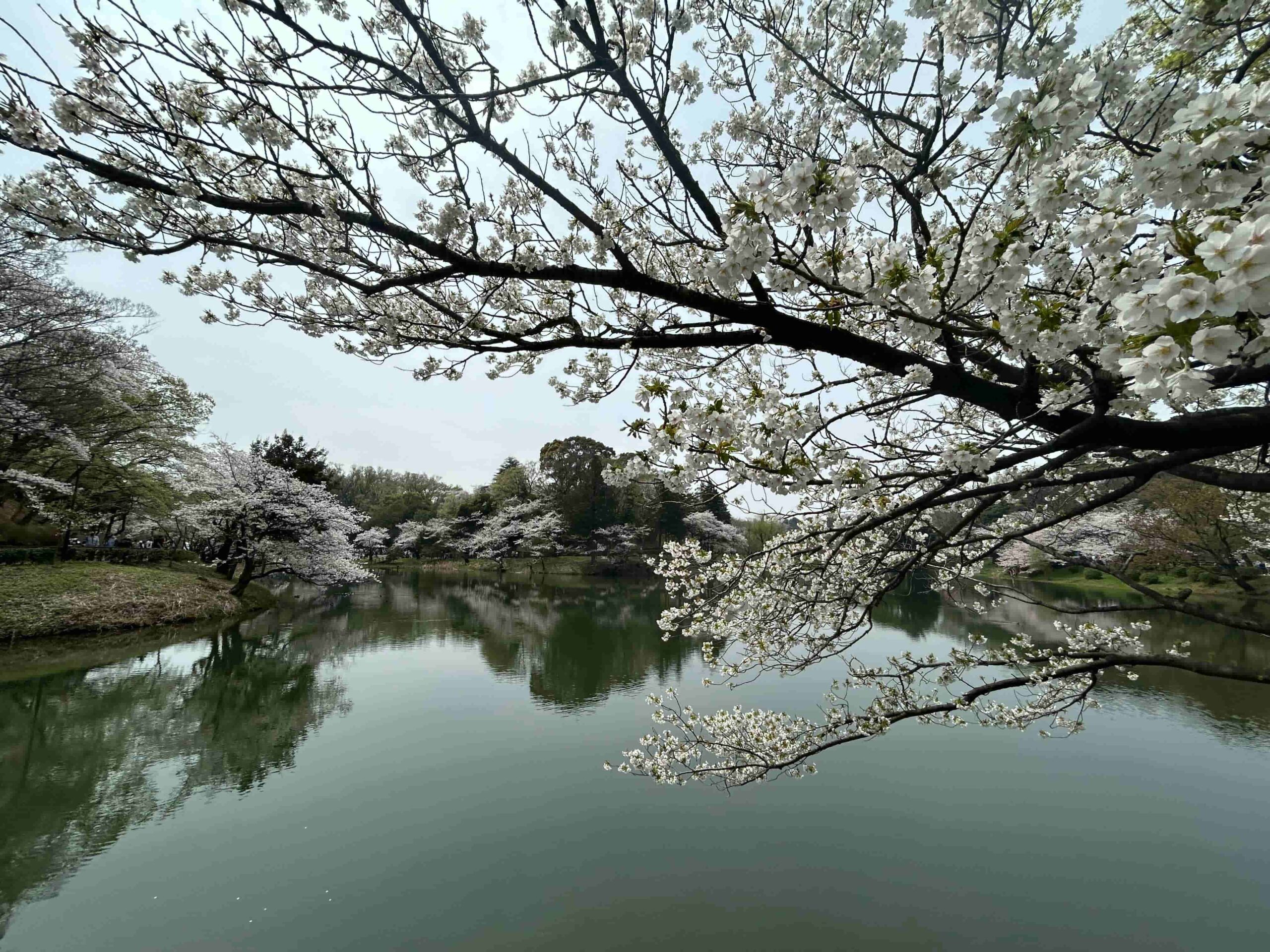 三ツ池公園」で桜やネモフィラなどのお花見を楽しむ！思わぬ動物との