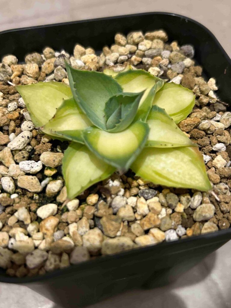 アガベ　イシスメンシス　ラムランナー　Agave isthmensis Rum Runner カキコ　12 アガベ イシスメンシス ラムランナー 1 Agave isthmensis Rumrunner