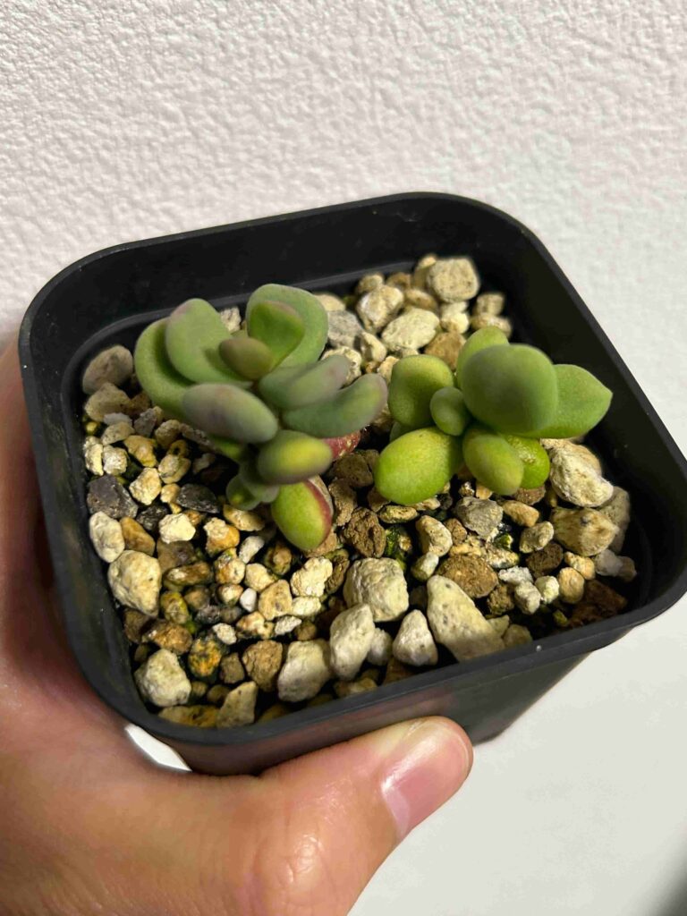 ケラリアピグマエア 現地球 発根済み でけ 成長期 