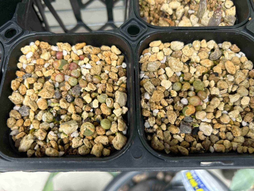 コノフィツム（Conophytum）をたねから育ててみます～実生編～（継続 