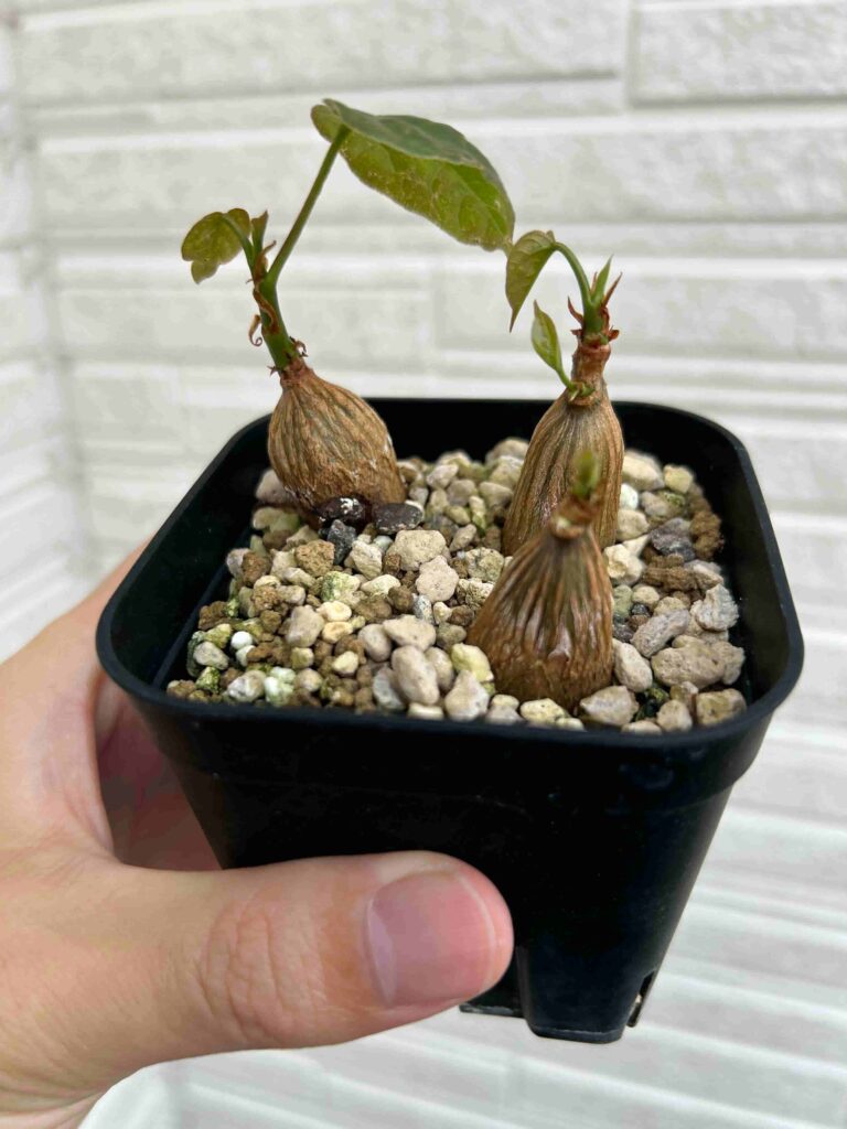 ボンバックス（Pseudobombax）をたねから育てる成長記録！コーデックス 