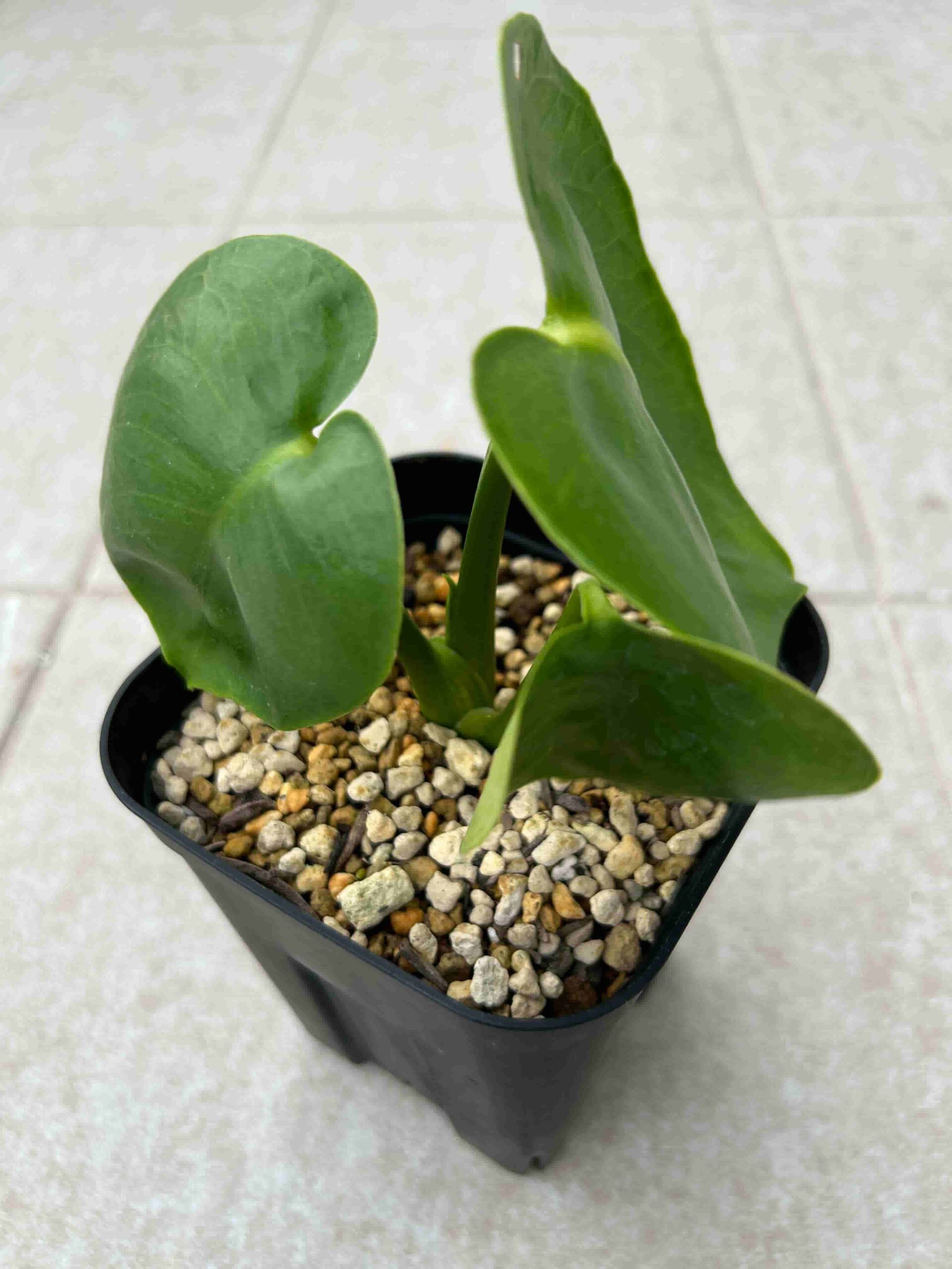 モンステラ・ポトス 2young244 楽天市場】観葉植物（種類（植物）モンステラ・高さ（植物