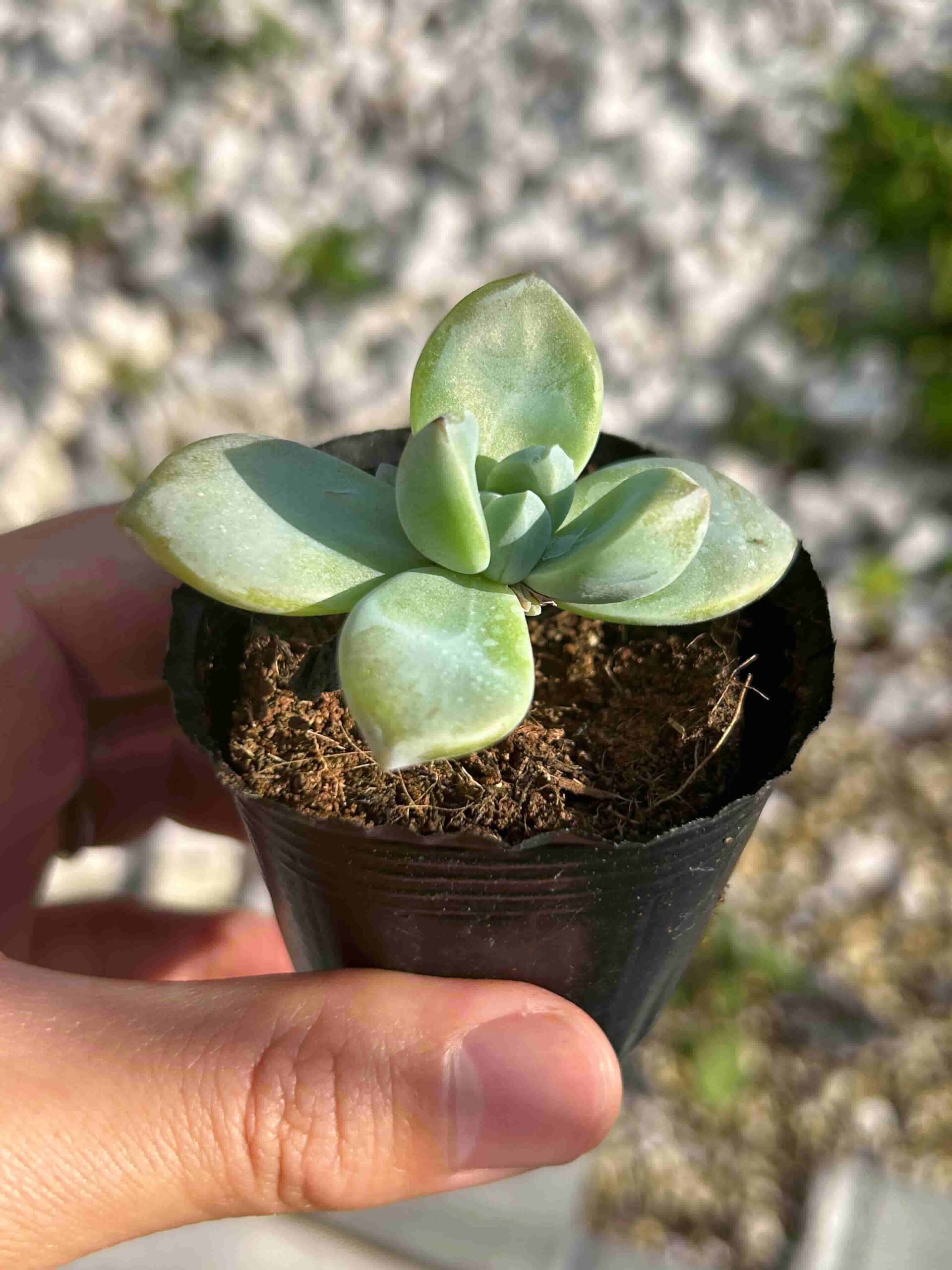 多肉植物。 淡雪。 群生 ダイソー産「アワユキ（淡雪）」の育て方・成長記録～100円ショップ編