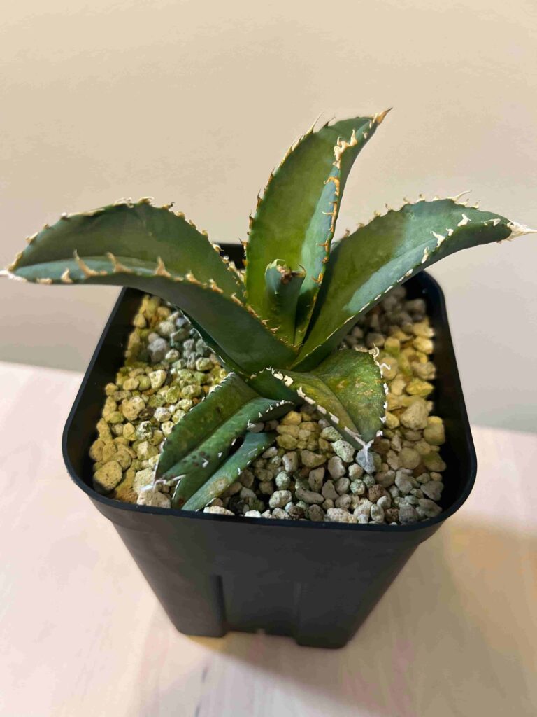 AGAVE TITANOTA イタリアメリクロン変異株 暗い