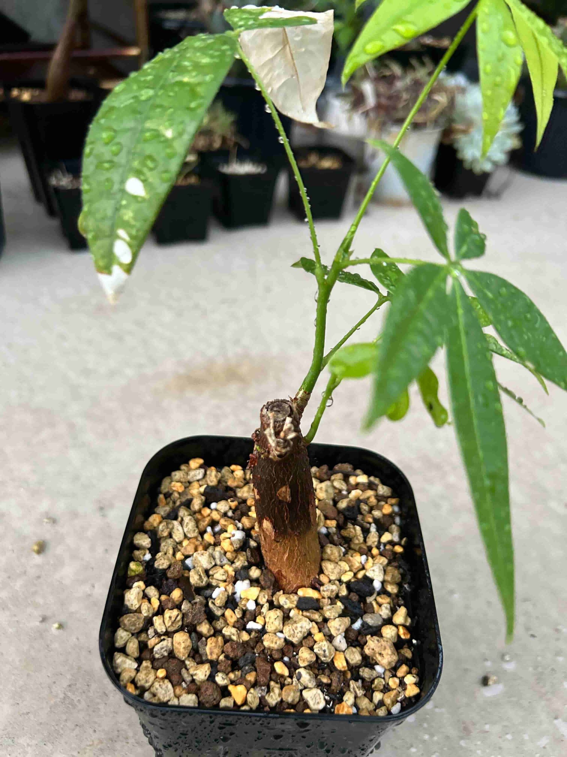 ダイソーのパキラ(挿し木)の育て方・成長記録~100均の観賞植物編~※更新中 – 緑の日記