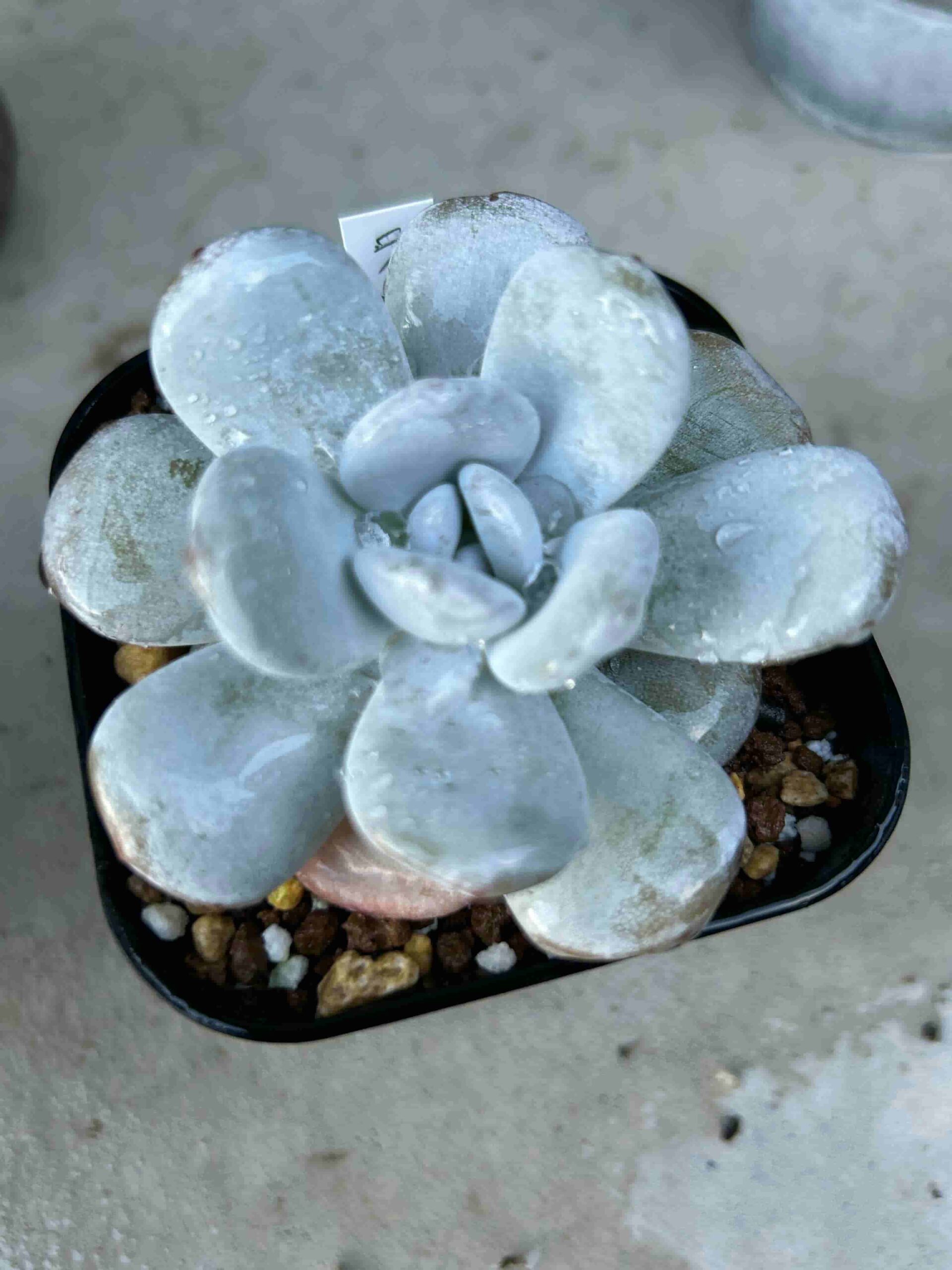 エケベリア「ラウイ」（Echeveria Laui）の育て方・成長記録 ※更新中 