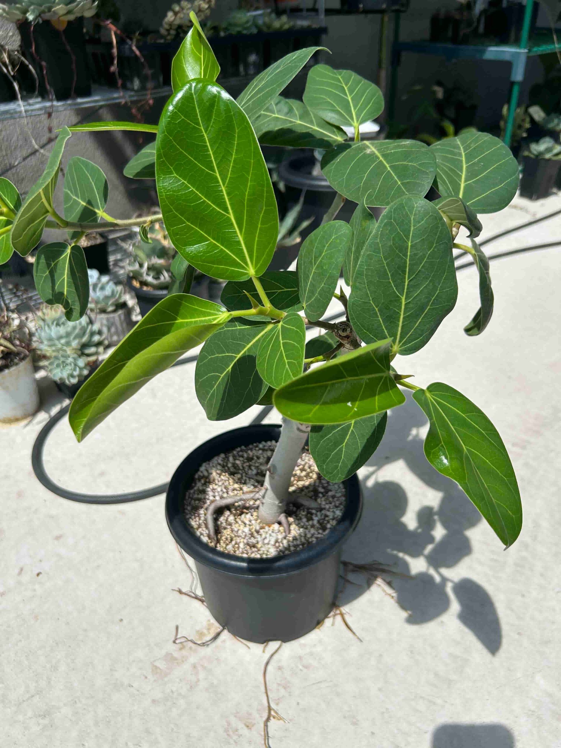 観葉植物「フィカス・ベンガレンシス」を植え替えました！～怪物