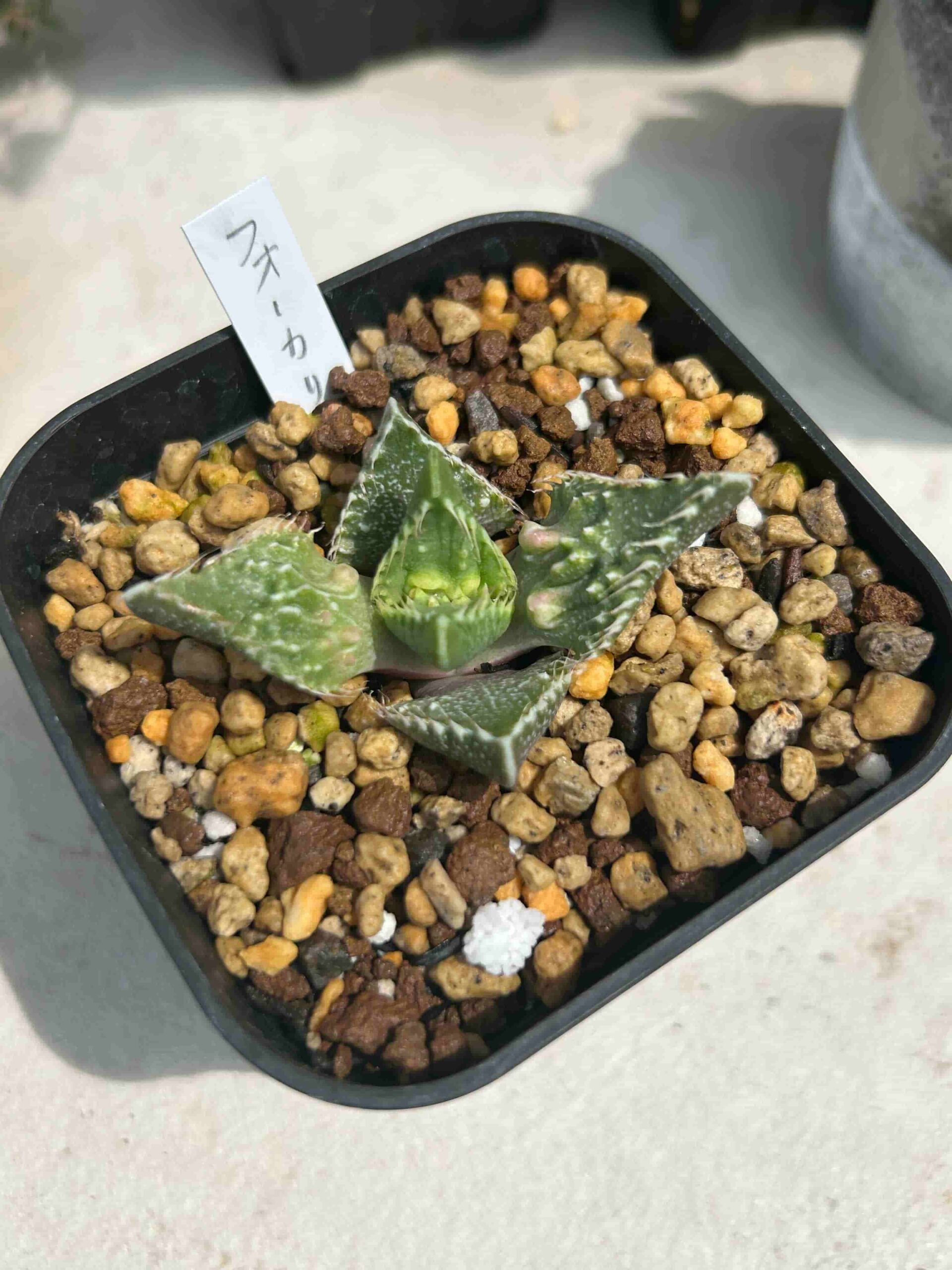 フォーカリア☆怒涛　 a　多肉 フォーカリア 怒涛（どとう：Faucaria 'Dotou'）の育て方・成長記録