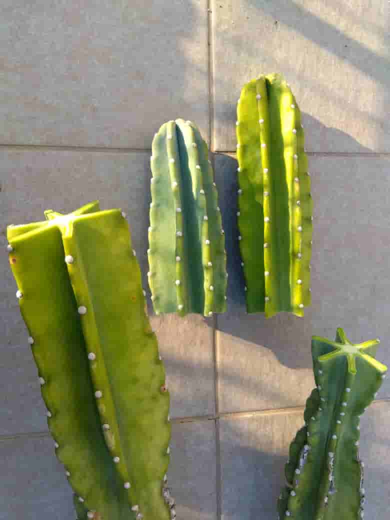 柱サボテンの鬼面角（キメンカク）の植え替え＆胴切り～用意するグッズ