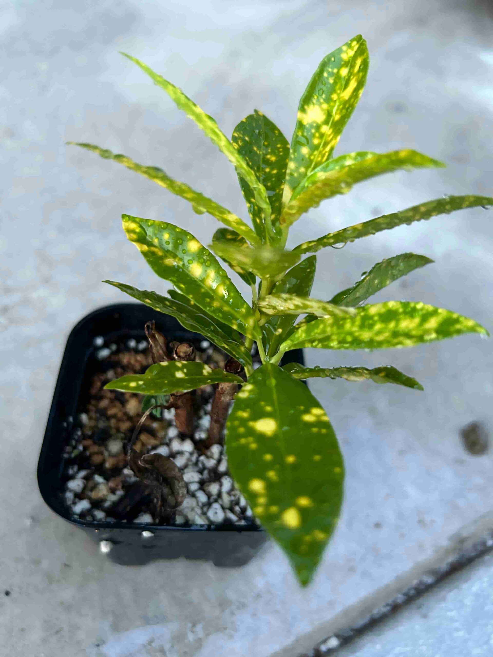 ダイソーの観葉植物「クロトン」の育て方・成長記録～100円ショップ編 