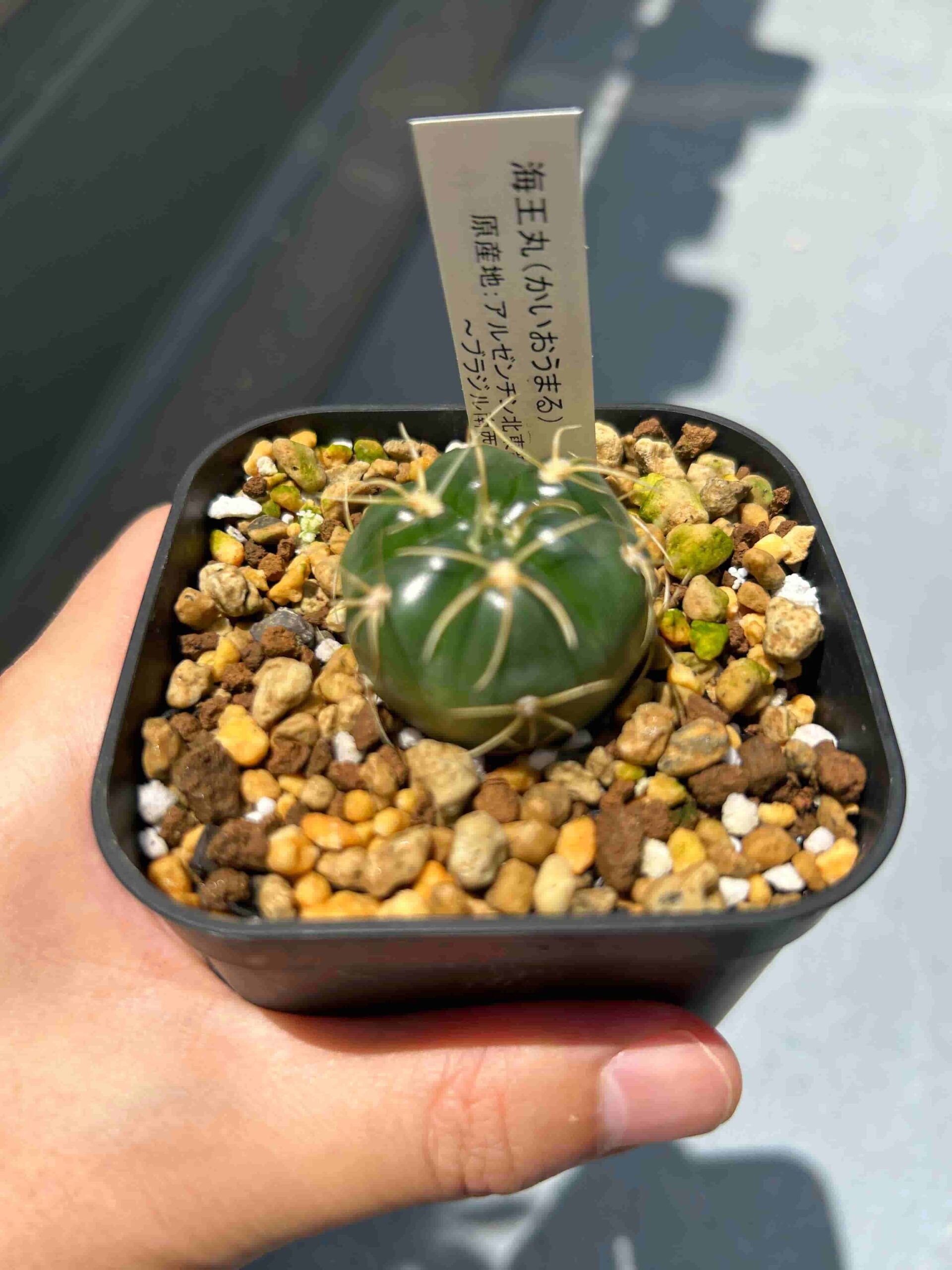 5多肉植物 サボテン ギムノカリキウム 海王丸錦 斑入り 径約2.5cm 10苗 