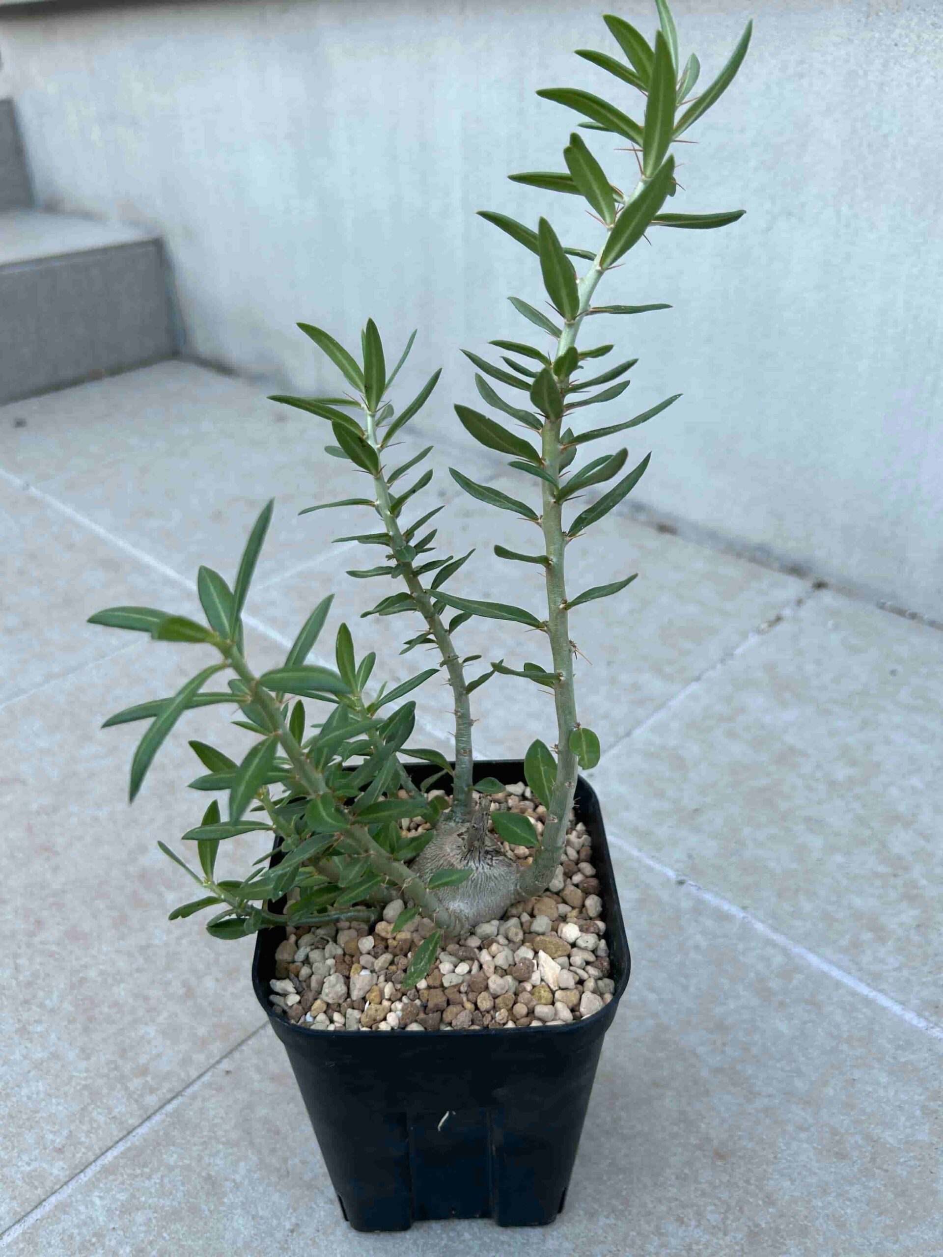 パキポディウム　ビスピノーサム　塊根植物 パキポディウム ビスピノーサム 塊根植物 - メルカリ