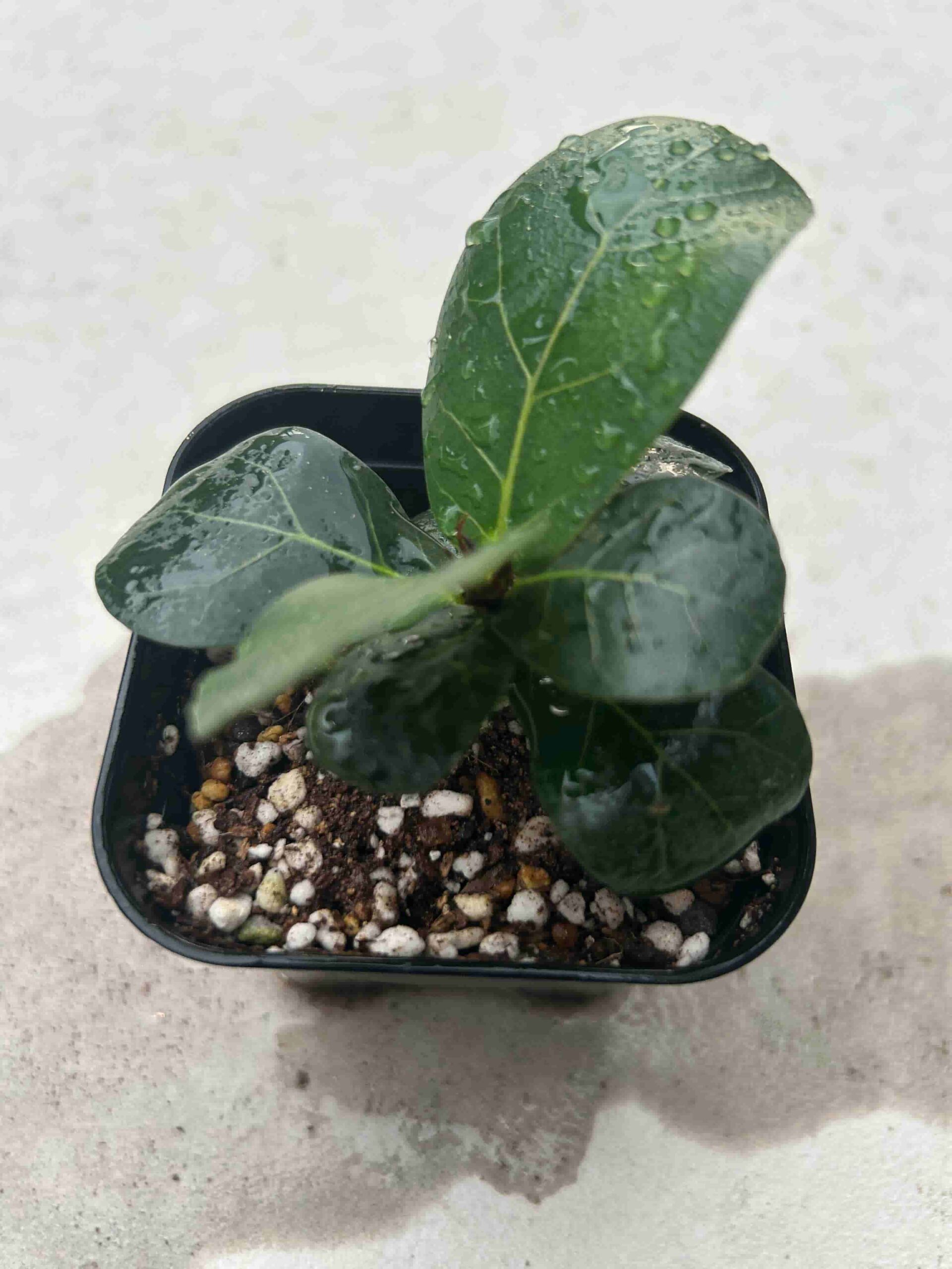【引き取り限定】破格！大型カシワバゴムノキ 約1.6m観葉植物 カシワバゴムノキの成長記録① | ガジュマライフ