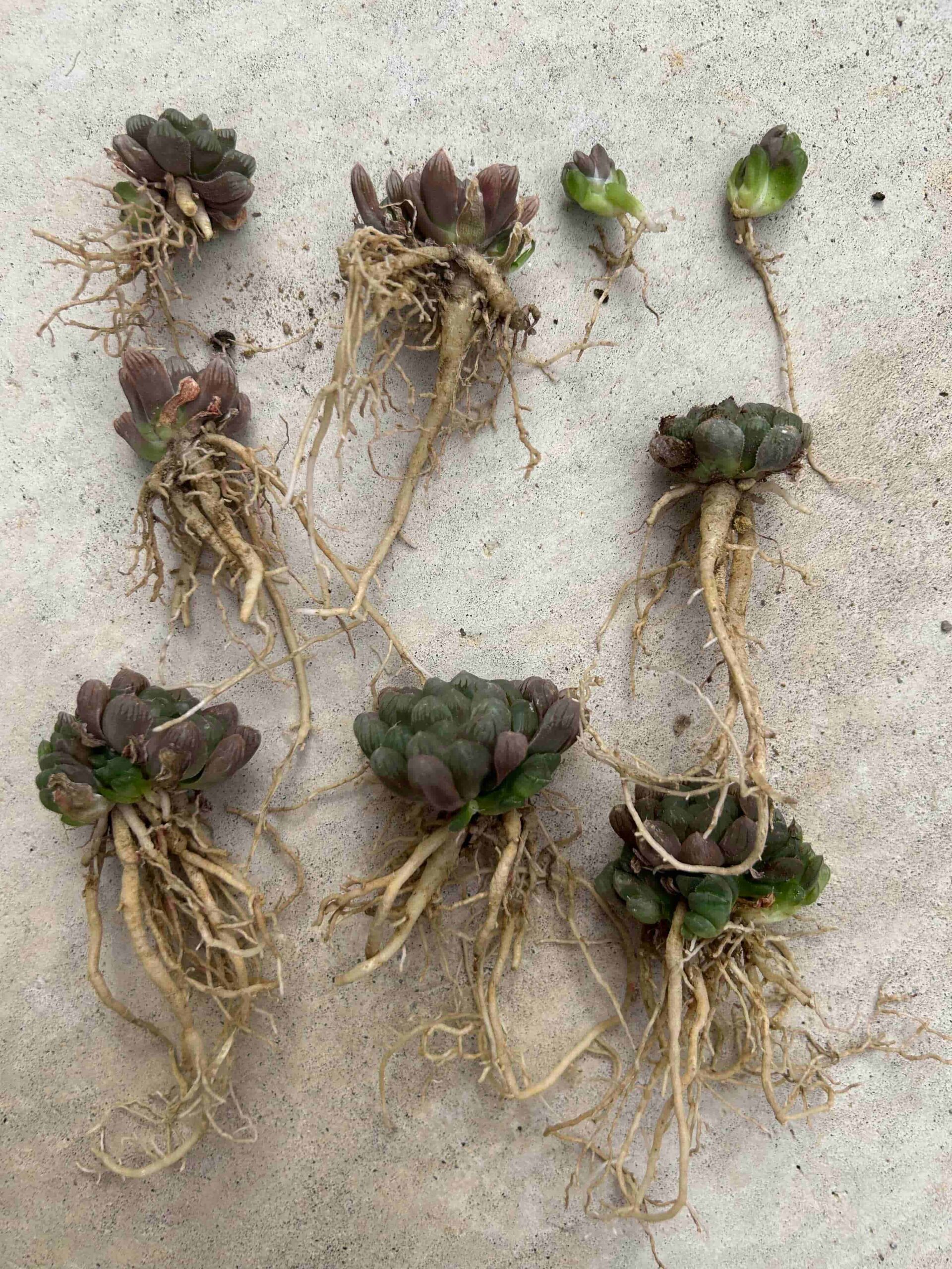 ハオルチア「オブツーサ」の植え替え＆株分け！～用意するもの＆手順を