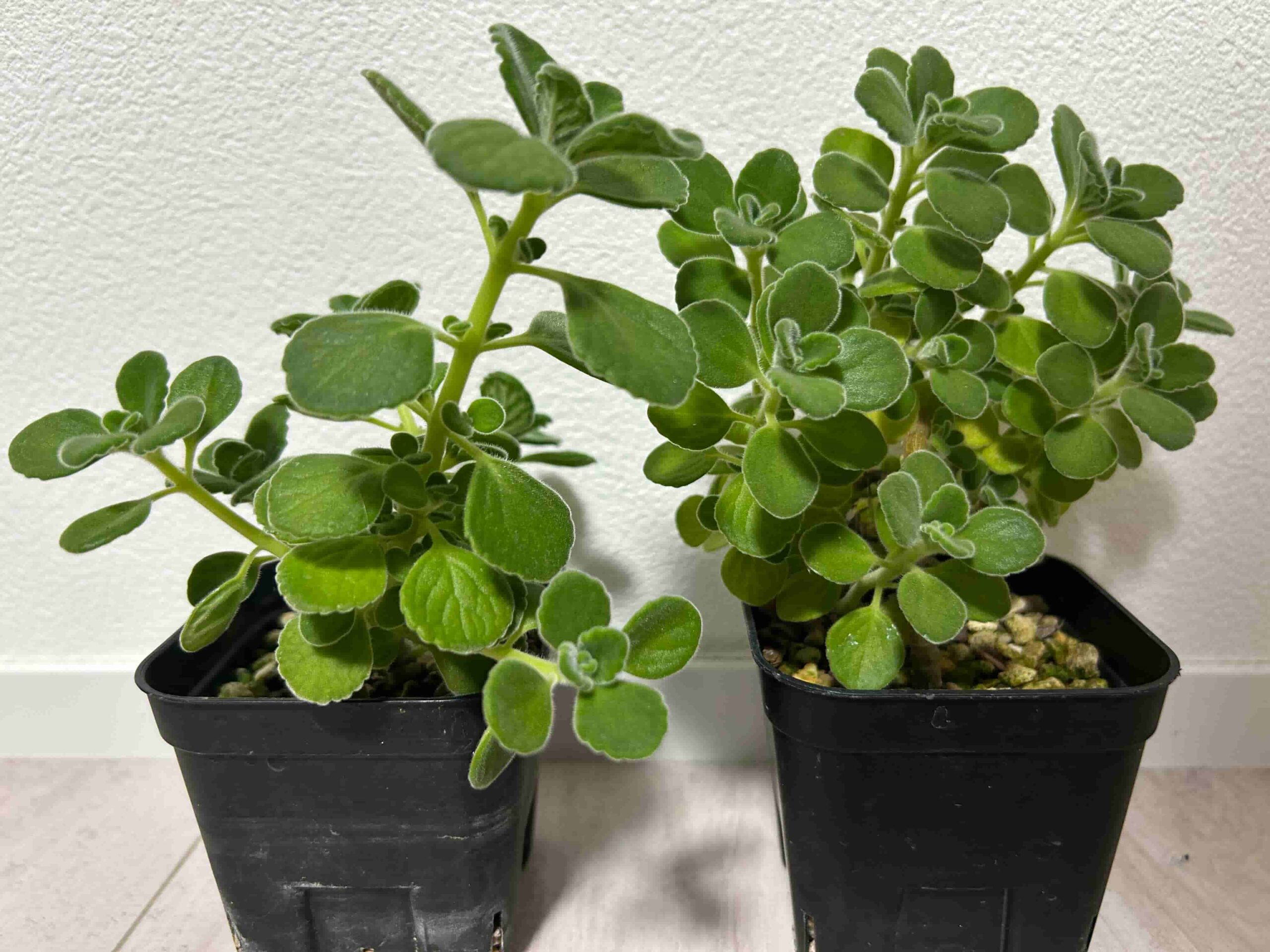 ハーブ系多肉植物「アロマティカス」挿し木株の成長記録＆育て方