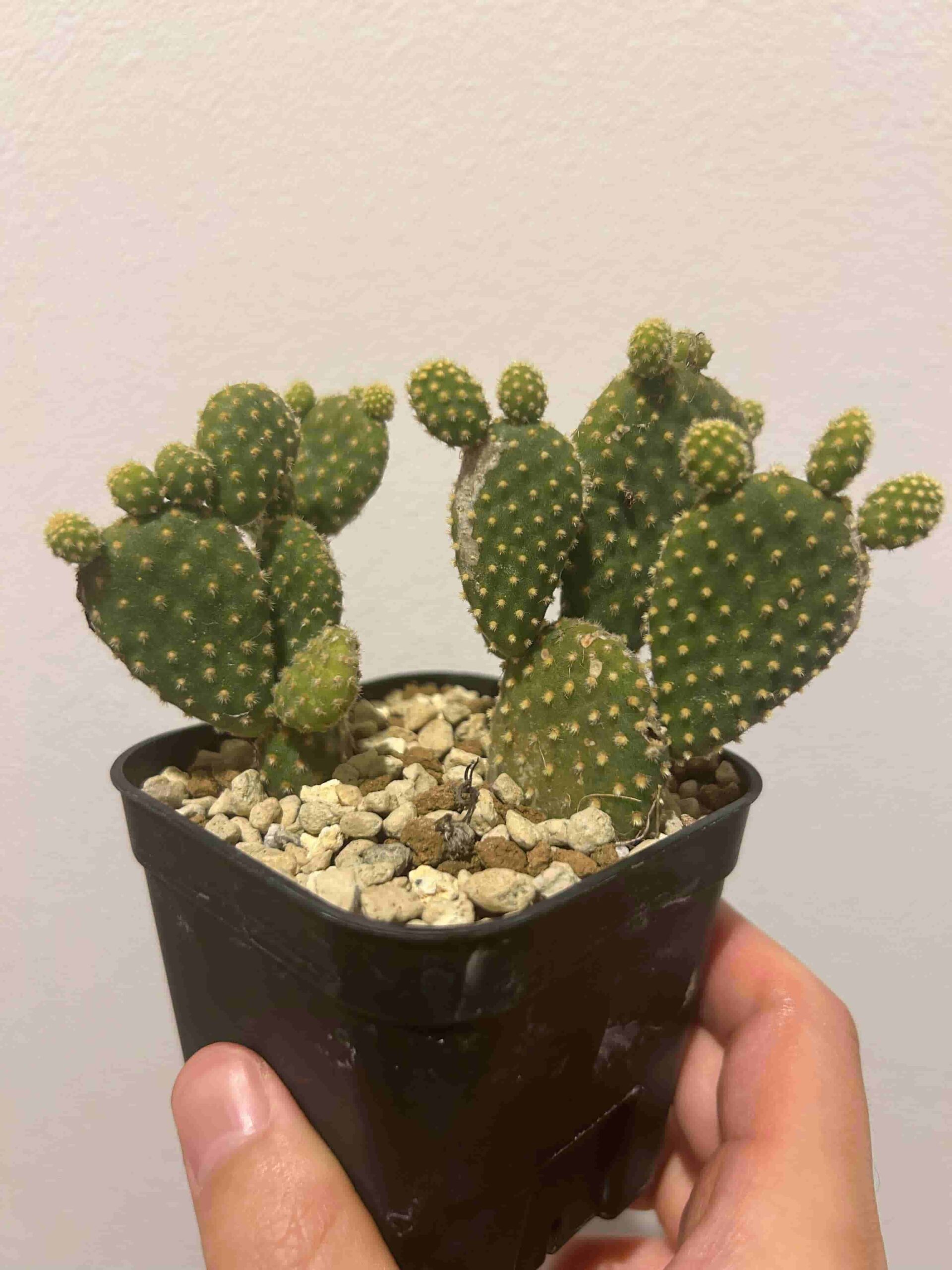 サボテン【Puna sp.Nova】（子株からの育成株） サボテン【Puna sp.Nova】（子株からの育成株） サボテン【Puna sp