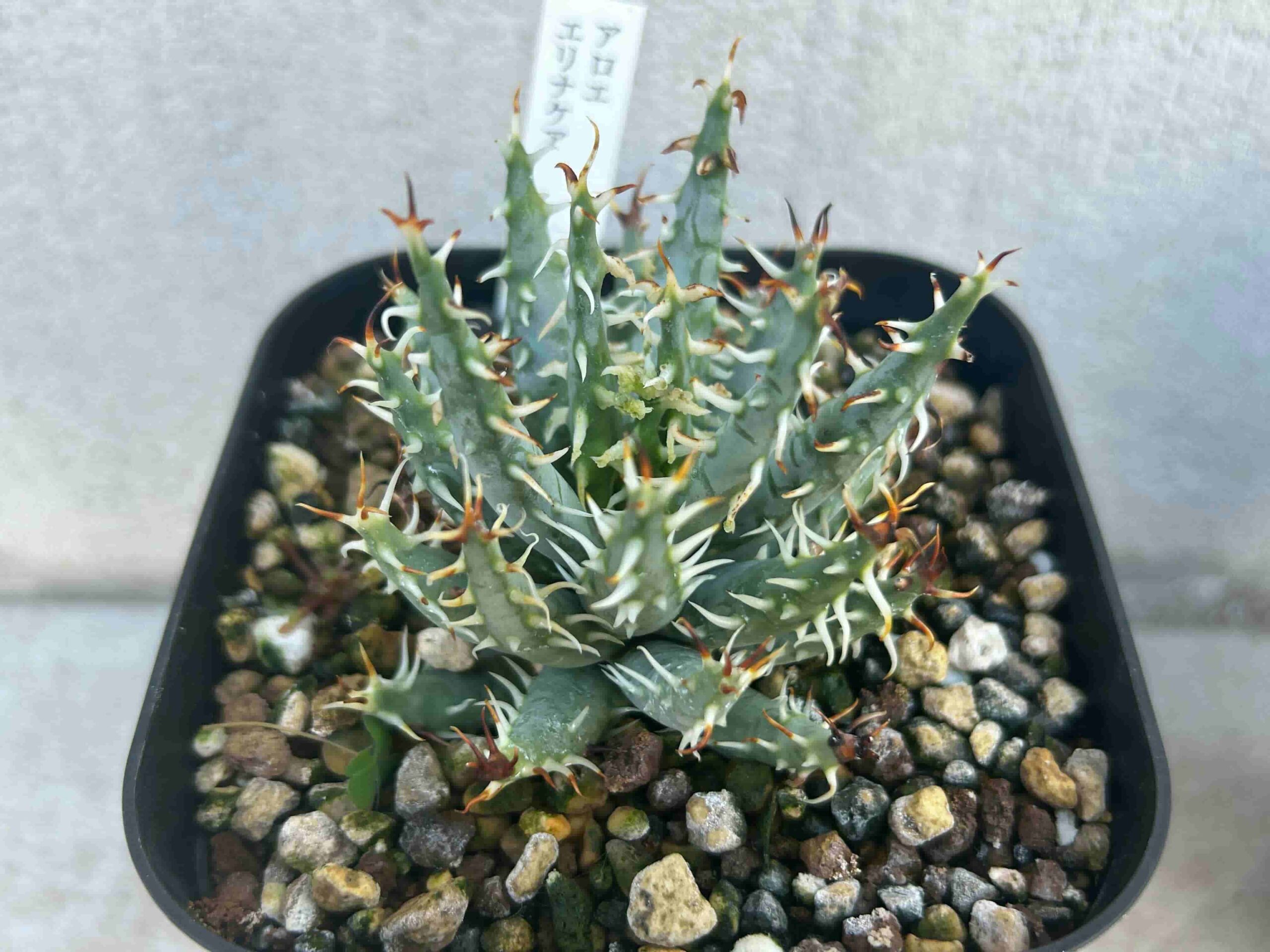 アロエ・エリナケア（2025.1.