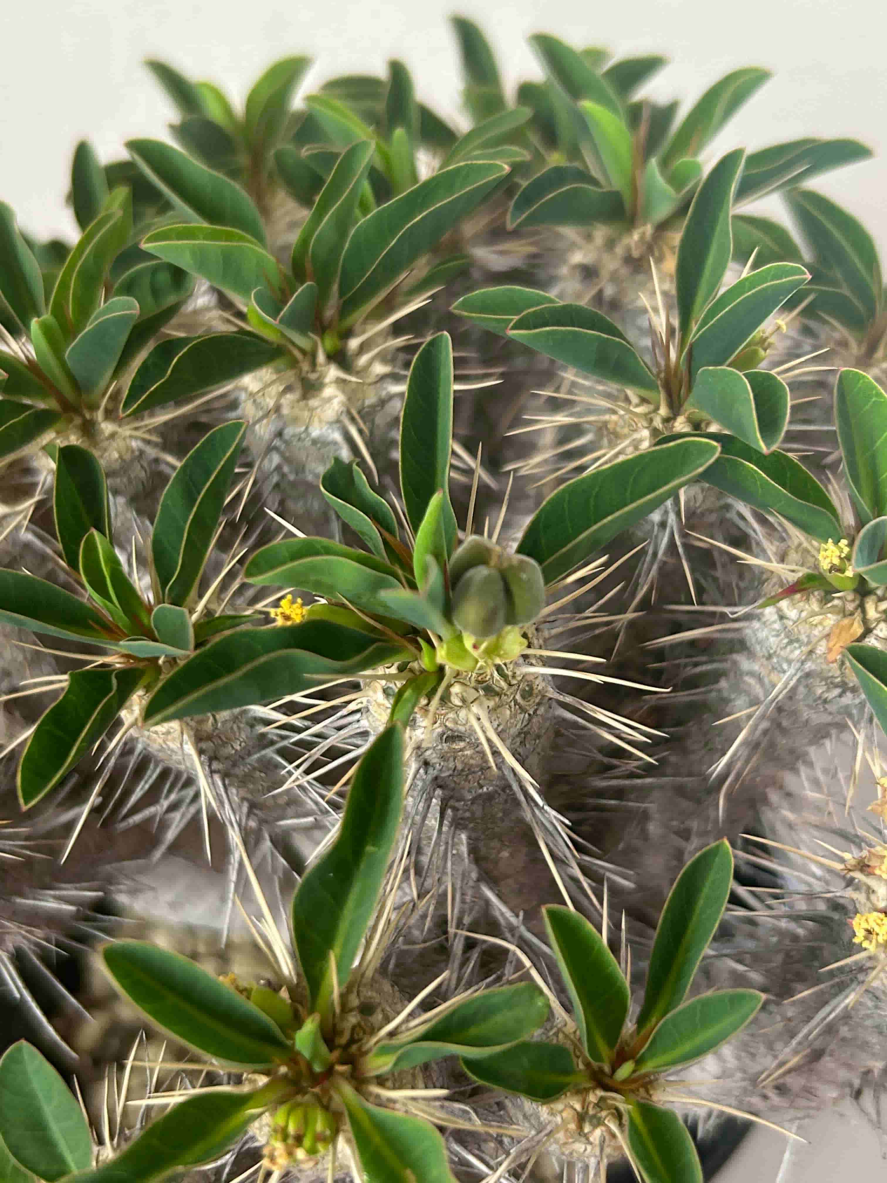 トーマスです！　ギラウミニアナ種子 トーマスです！ ギラウミニアナ種子 トーマス ギラウミニアナ種子 35粒