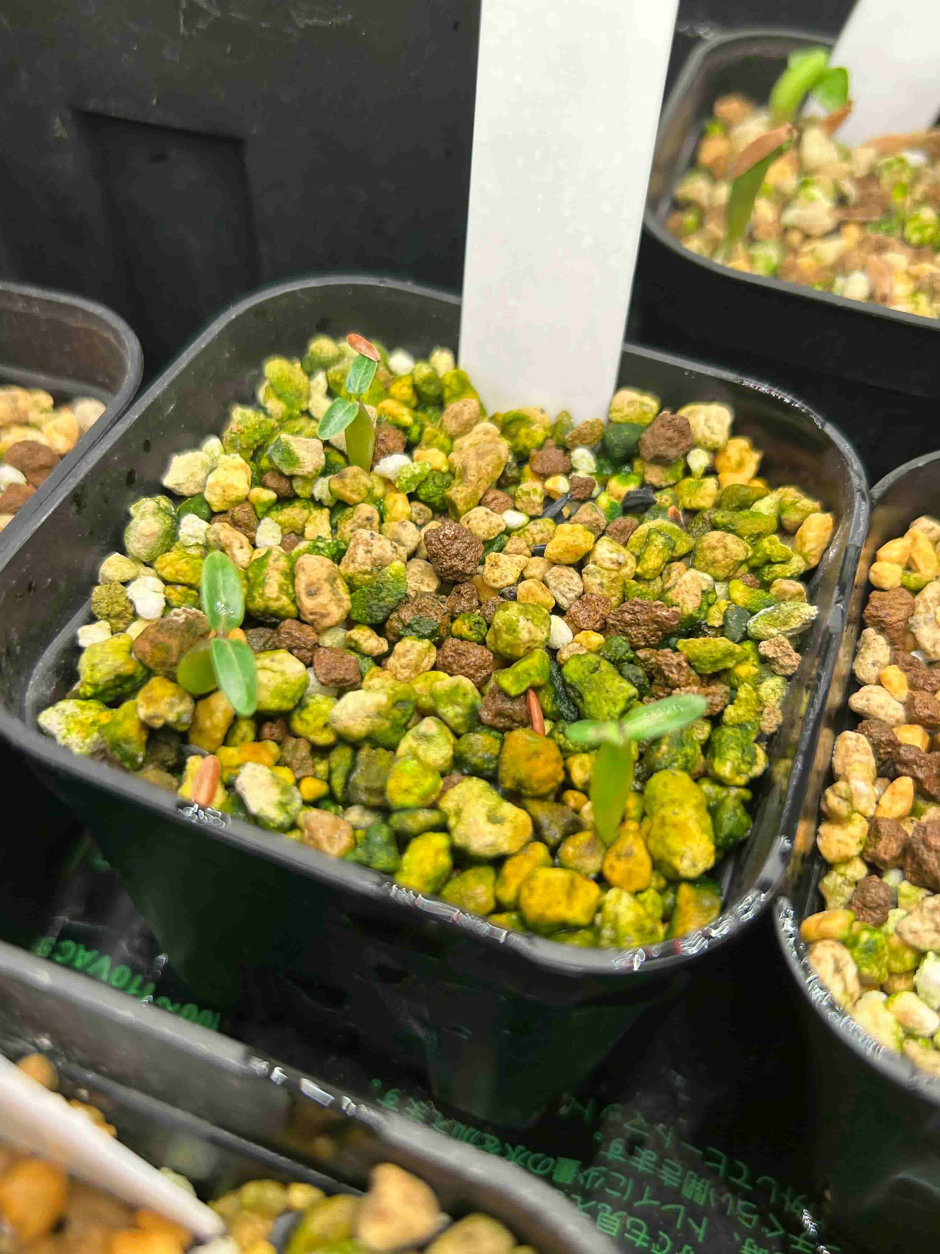 パキポディウム・グラキリス』のタネまきからの成長記録～夏型の塊根