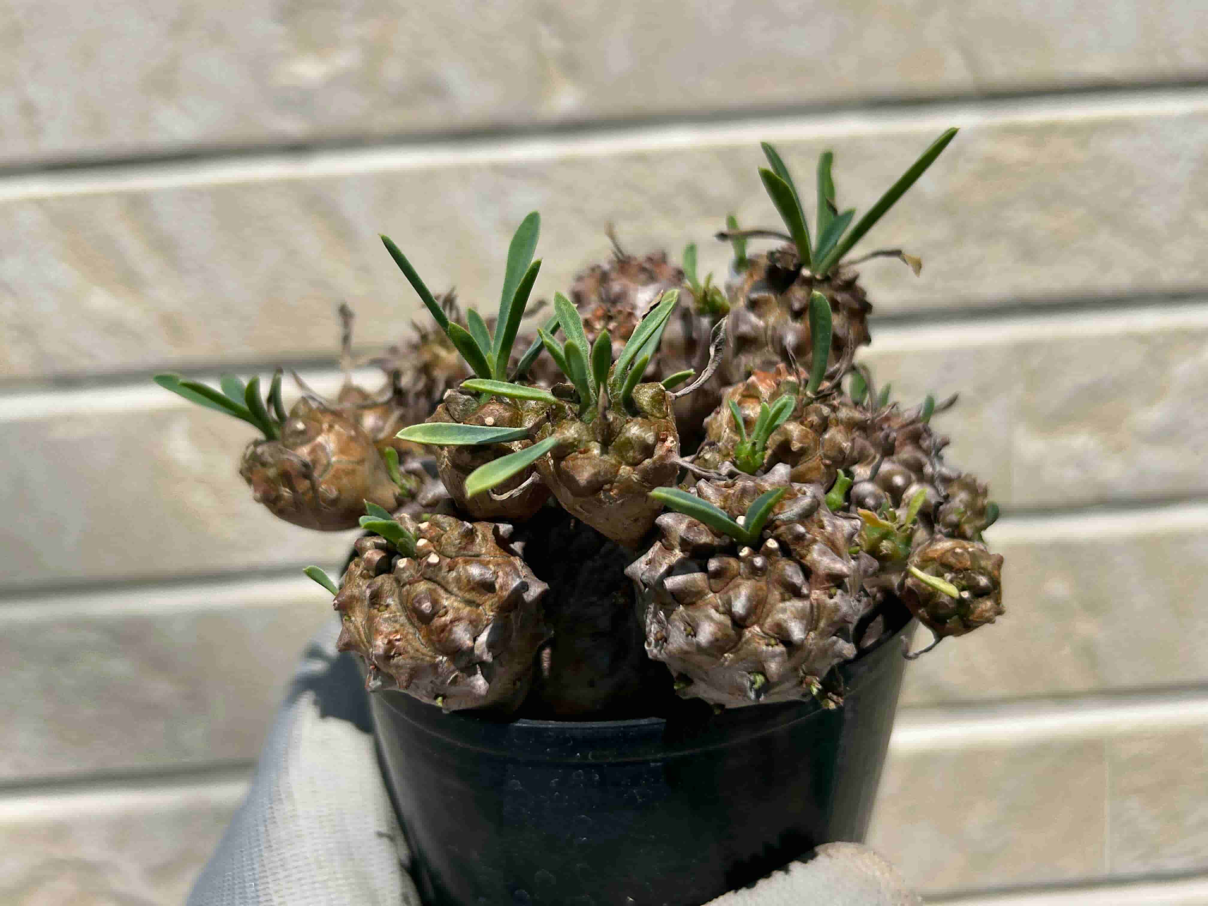 ユーフォルビア「峨眉山」の成長記録＆育て方～夏型の多肉植物～更新中